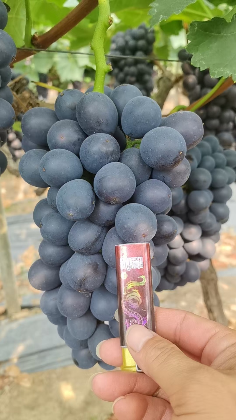 蓝莓夏黑葡萄大量供货中，全国可发，价格随行就市