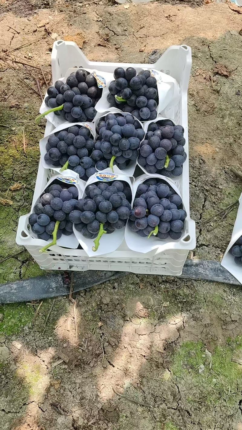 蓝莓夏黑葡萄大量供货中，全国可发，价格随行就市