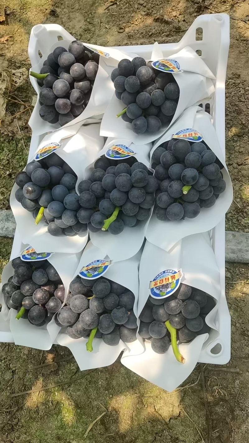 蓝莓夏黑葡萄大量供货中，全国可发，价格随行就市