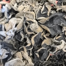 大棚木耳黑龙江一手货源春耳各种规格货源充足热卖中