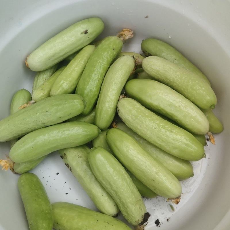 中农脆玉3号减脂黄瓜