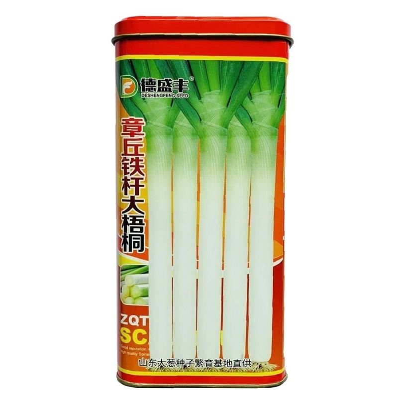 章丘铁杆大梧桐大葱种子葱杆硬较耐寒抗逆性强适应性广大田用