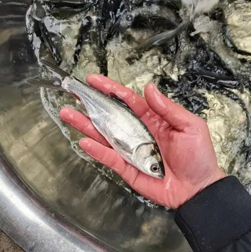 大口鲢鱼苗，渔场直发，淡水养殖，成活率高免费技术全国发货