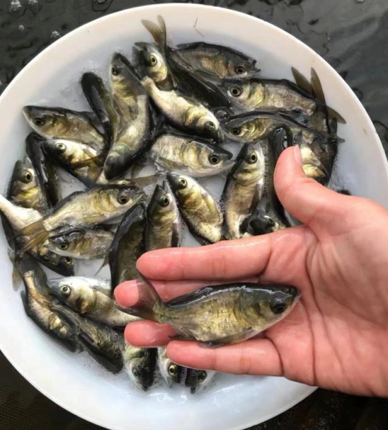 大口鲢鱼苗，渔场直发，淡水养殖，成活率高免费技术全国发货