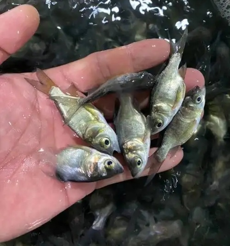 大口鲢鱼苗，渔场直发，淡水养殖，成活率高免费技术全国发货