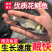 大口鲢鱼苗，渔场直发，淡水养殖，成活率高免费技术全国发货