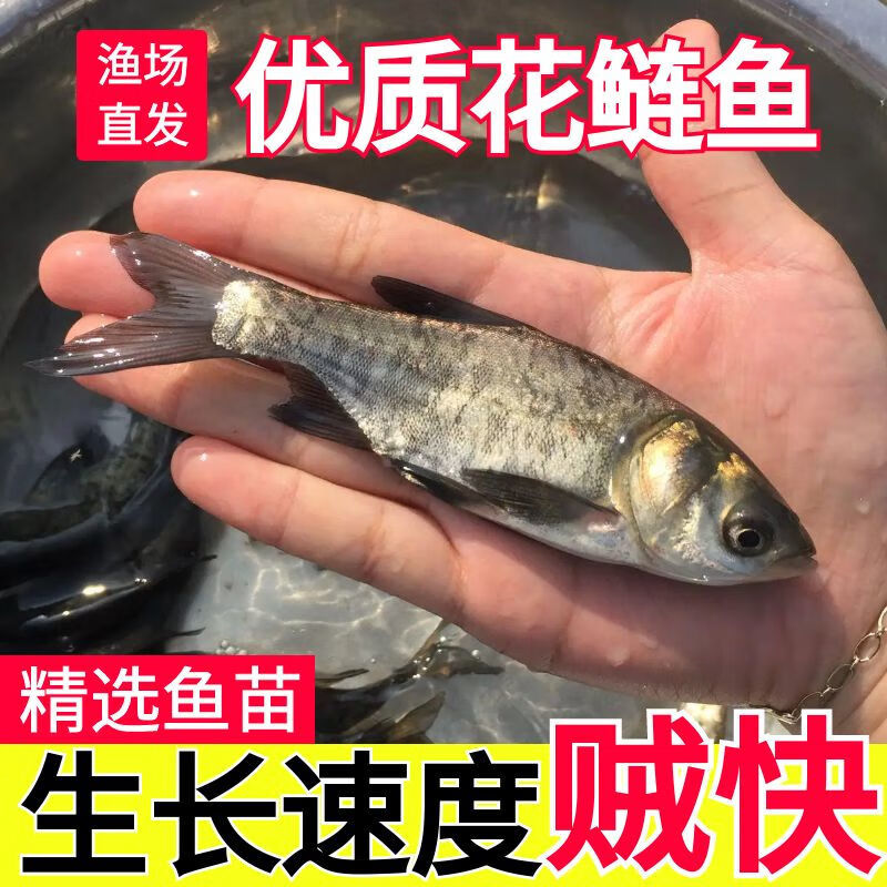 大口鲢鱼苗，渔场直发，淡水养殖，成活率高免费技术全国发货