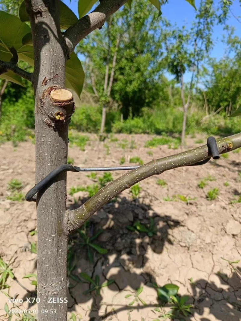 果树弯枝器别枝器开角器拉树枝神器改进型拉枝器压枝神器