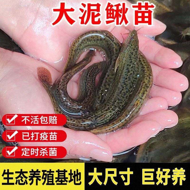 台湾泥鳅苗，渔场直发，淡水专业技术养殖，售后服务一条龙