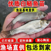 大口鲢鱼苗，渔场直发，淡水养殖，成活率高免费技术全国发货