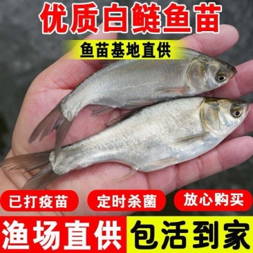 大口鲢鱼苗，渔场直发，淡水养殖，成活率高免费技术全国发货