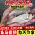 大口鲢鱼苗，渔场直发，淡水养殖，成活率高免费技术全国发货