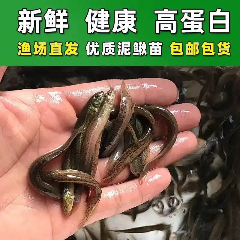 台湾泥鳅苗，渔场直发，淡水专业技术养殖，售后服务一条龙