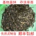 台湾泥鳅苗，渔场直发，淡水专业技术养殖，售后服务一条龙