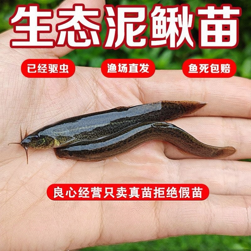 台湾泥鳅苗，渔场直发，淡水专业技术养殖，售后服务一条龙
