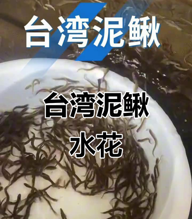 台湾泥鳅苗，渔场直发，淡水专业技术养殖，售后服务一条龙