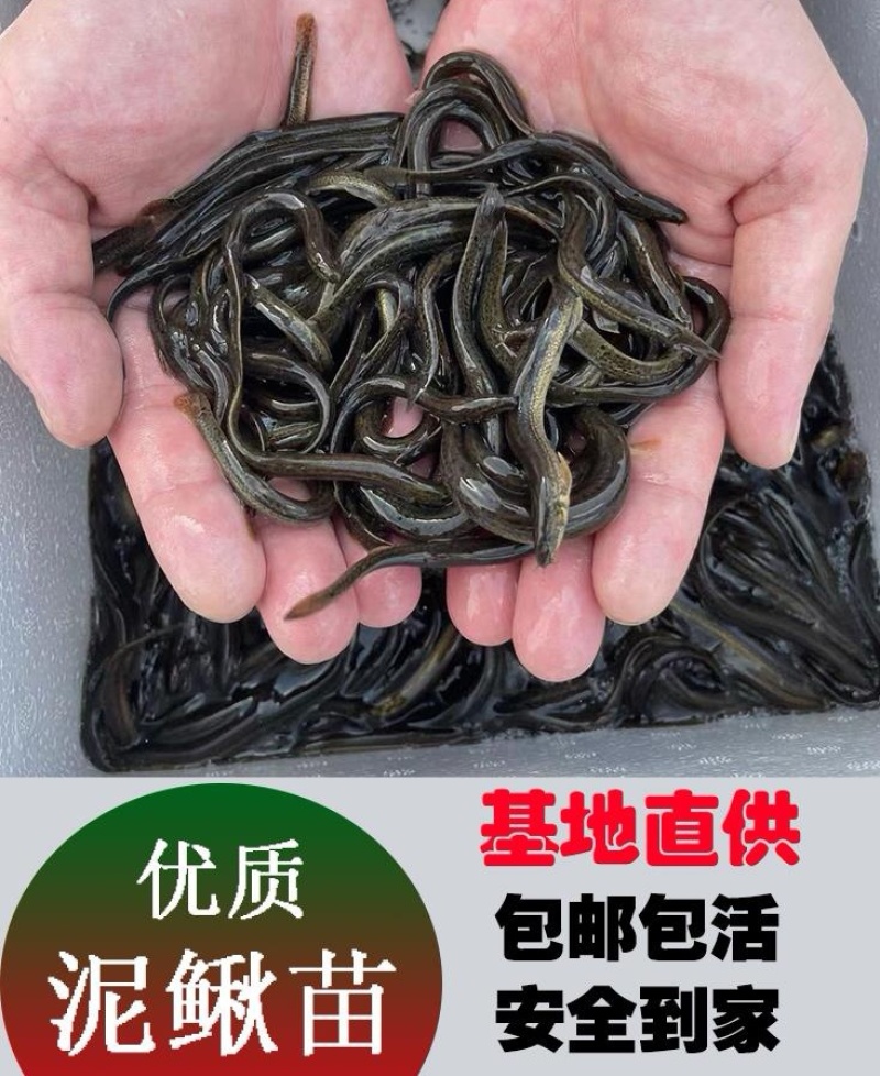 台湾泥鳅苗，渔场直发，淡水专业技术养殖，售后服务一条龙