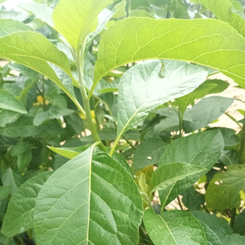 南菲叶