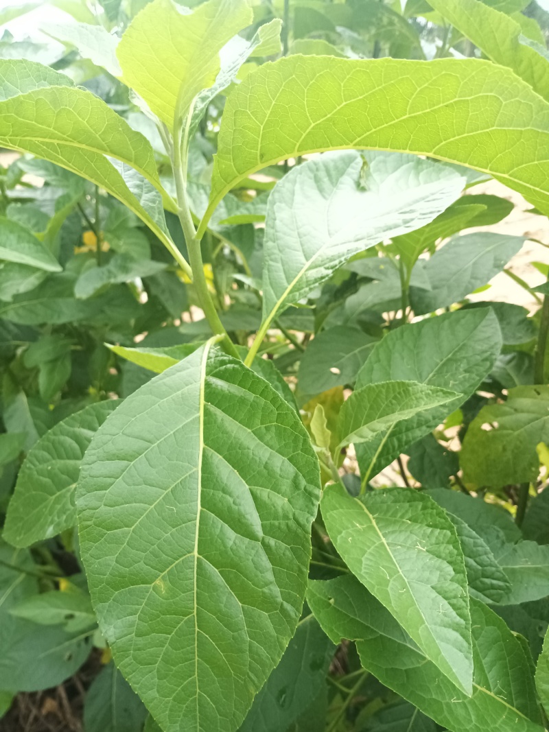 南菲叶
