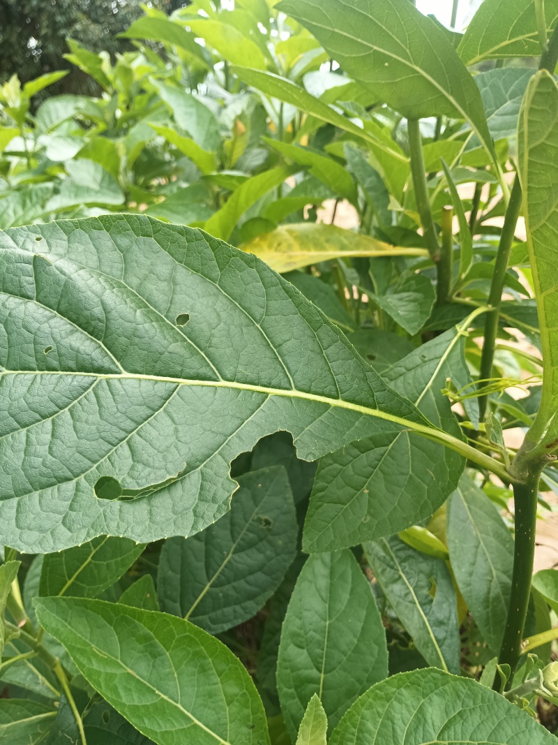 南菲叶