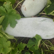 自家种植台州本地精品白皮白冬瓜