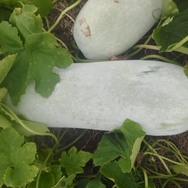 自家种植台州本地精品白皮白冬瓜