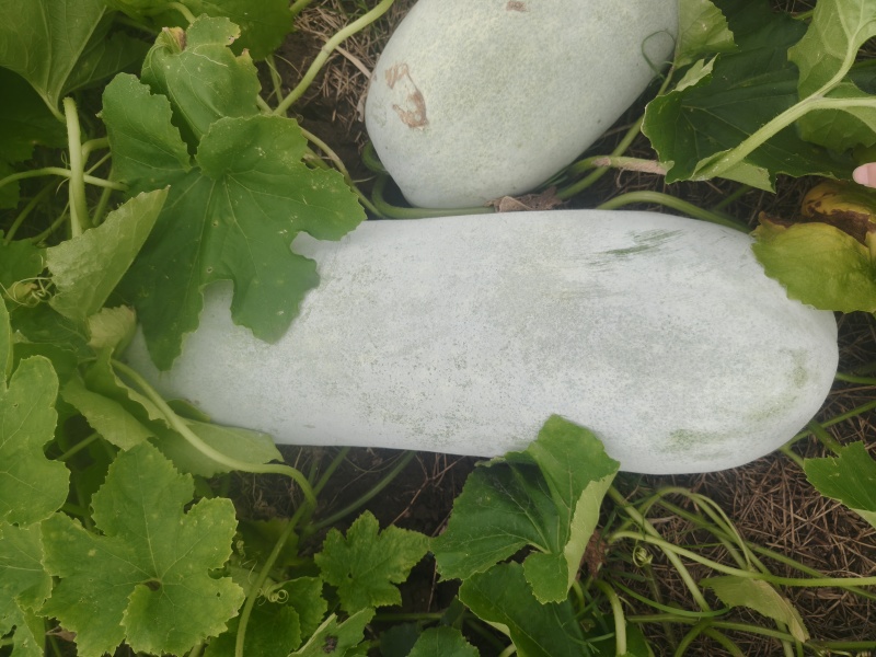 自家种植台州本地精品白皮白冬瓜