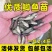 中科三号鲫鱼苗渔场直发，包成活率全国发货，可视频看货