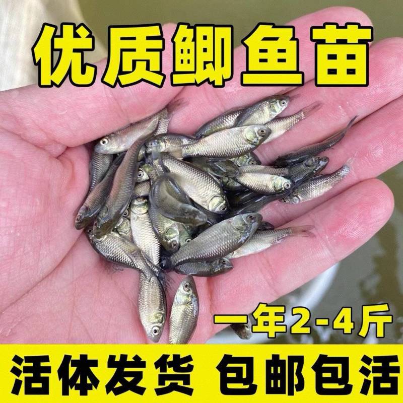 中科三号鲫鱼苗渔场直发，包成活率全国发货，可视频看货