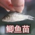 中科三号鲫鱼苗渔场直发，包成活率全国发货，可视频看货