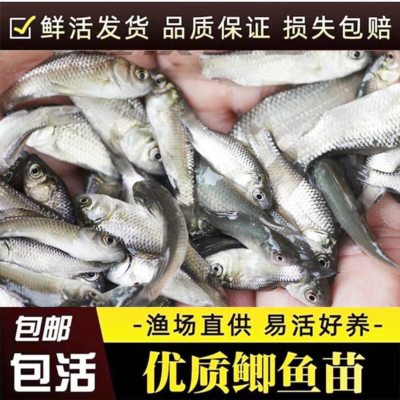中科三号鲫鱼苗渔场直发，包成活率全国发货，可视频看货