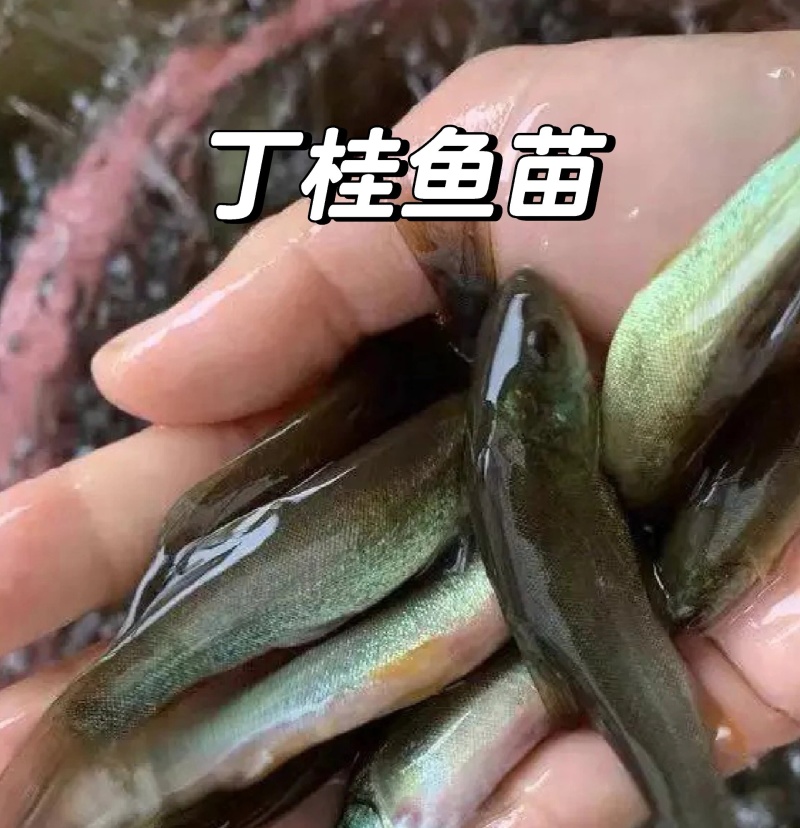 丁桂鱼苗渔场直供规格齐全包成活常年供应免费指导