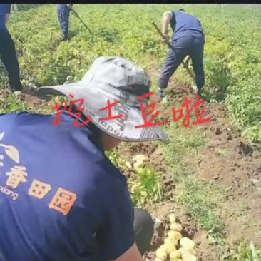 山东黄心土豆