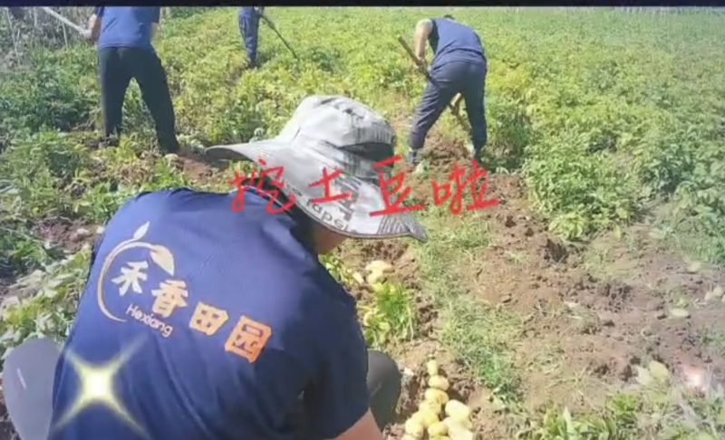 山东黄心土豆