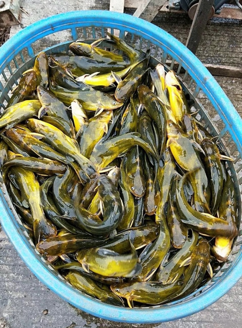 黄腊丁鱼苗黄骨鱼苗养殖基地直发包成活可常年供应