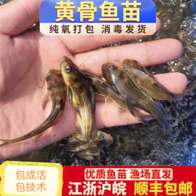 黄腊丁鱼苗黄骨鱼苗养殖基地直发包成活可常年供应