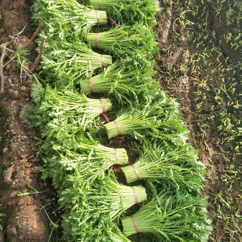 法国引进光杆小叶茼蒿种子高杆茼蒿种籽清香皇帝菜籽叶小高产