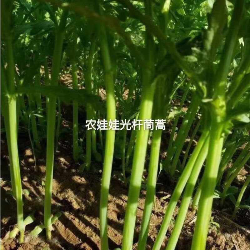 法国引进光杆小叶茼蒿种子高杆茼蒿种籽清香皇帝菜籽叶小高产
