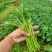 法国引进光杆小叶茼蒿种子高杆茼蒿种籽清香皇帝菜籽叶小高产