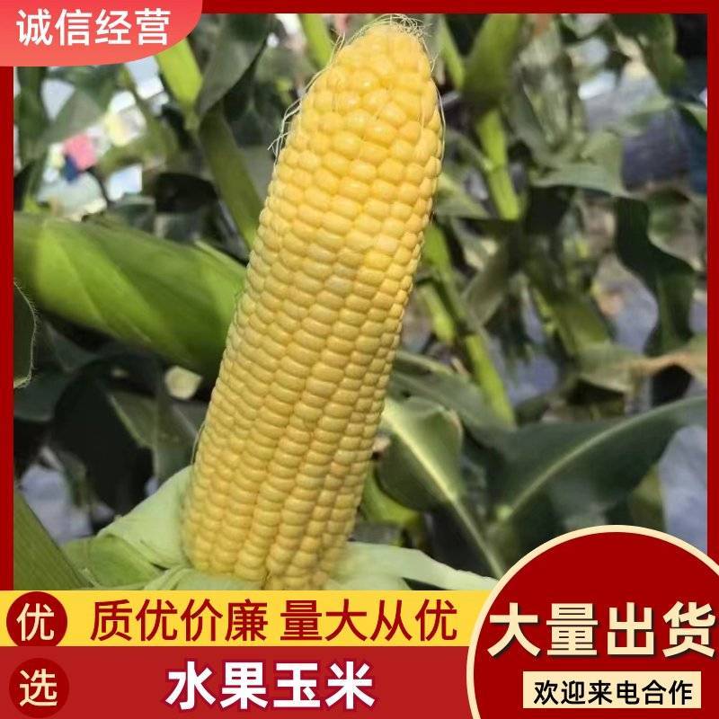 【优质推荐】水果玉米大量有货规格齐全可对接商超市场