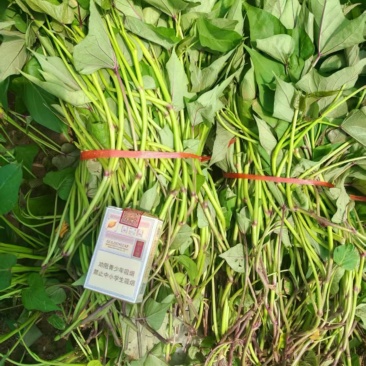 哈密红薯苗基地现挖现发根系发达成活率高可视频看货