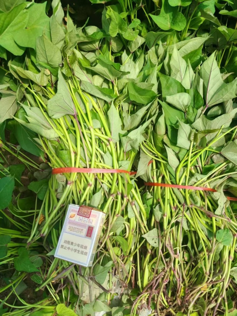 哈密红薯苗保质保量大量现货根系发达成活率高