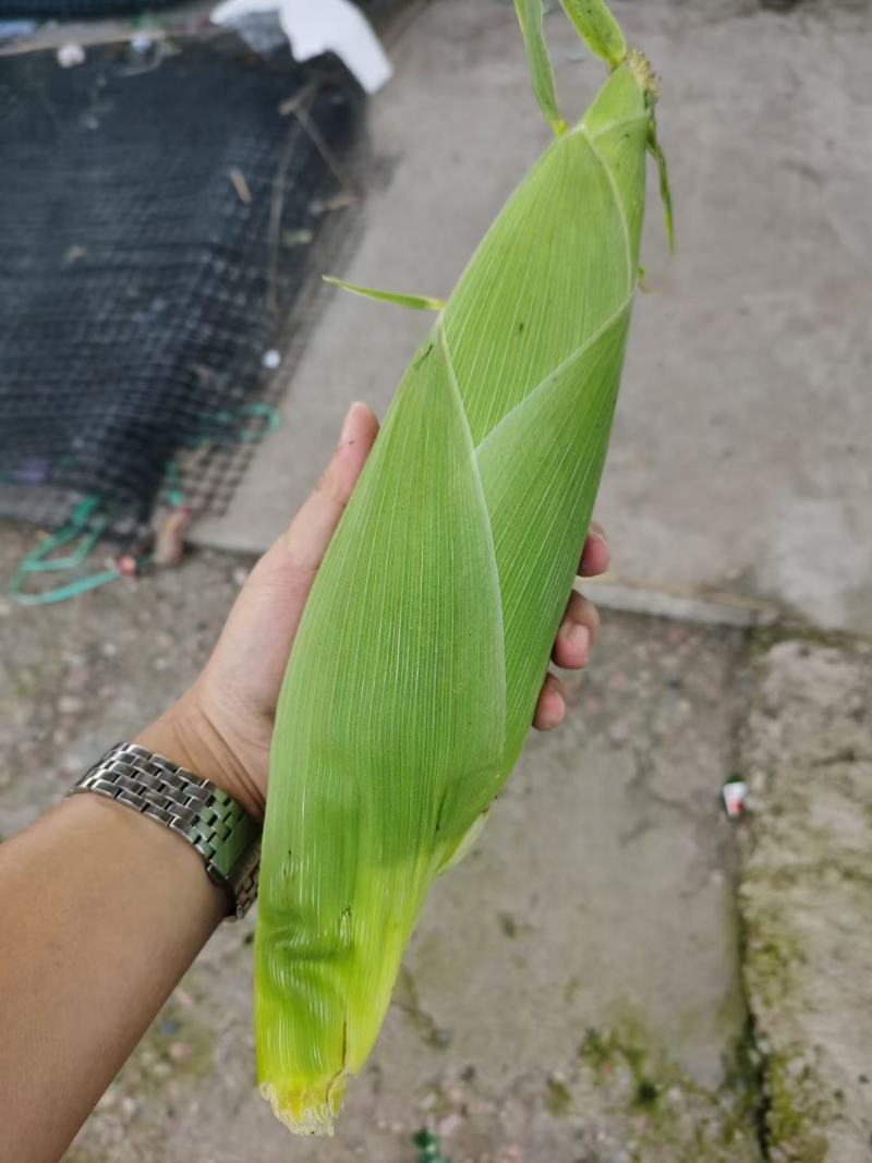 【优质推荐】白糯玉米大量有货规格齐全量大从优欢迎来电