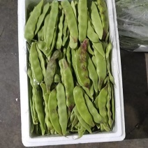 沽源豆角马上上市