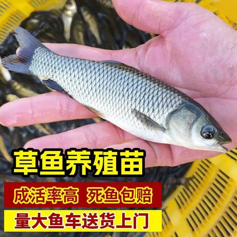 草鱼苗，渔场直发，现捞现发，包成活率包质量包服务