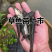 草鱼苗，渔场直发，现捞现发，包成活率包质量包服务
