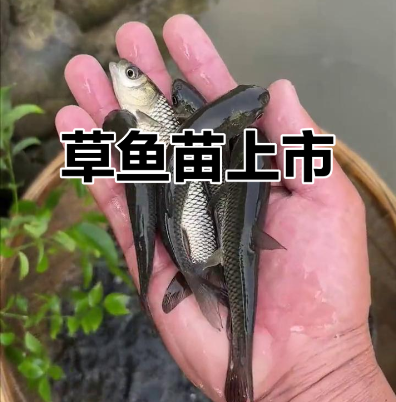 草鱼苗，渔场直发，现捞现发，包成活率包质量包服务