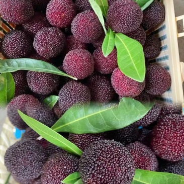 惠水荸荠杨梅