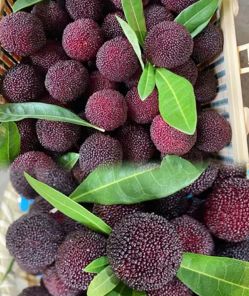 惠水荸荠杨梅