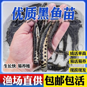 黑鱼苗渔场直发成活率高量大从优免费提供技术现货